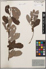 Foto von Salix cinerea L.